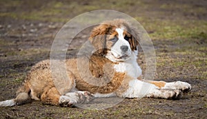 Mucky Saint Bernese puppy