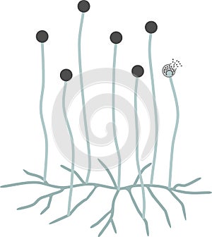 Structure of Mucor. Mycelium with sporangium photo