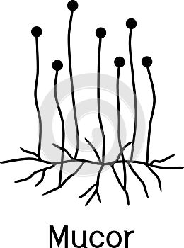 Structure of Mucor. Mycelium with sporangium photo
