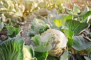 Mucous bacteriosis of white-headed cabbage. Defeat disease vegetables on the field. Bad harvest. Agriculture. Farming.