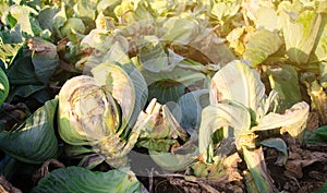 Mucous bacteriosis of white-headed cabbage. Defeat disease vegetables on the field. Bad harvest. Agriculture. Farming.
