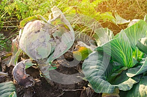 Mucous bacteriosis of white-headed cabbage. Defeat disease vegetables on the field. Bad harvest. Agriculture. Farming.