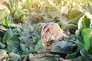 Mucous bacteriosis of white-headed cabbage. Defeat disease vegetables on the field. Bad harvest. Agriculture. Farming.