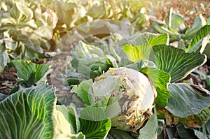 Mucous bacteriosis of white-headed cabbage. Defeat disease vegetables on the field. Bad harvest. Agriculture. Farming. photo
