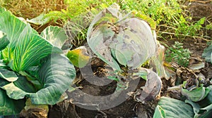 Mucous bacteriosis of white-headed cabbage. Defeat disease vegetables on the field. Bad harvest. Agriculture. Farming. photo