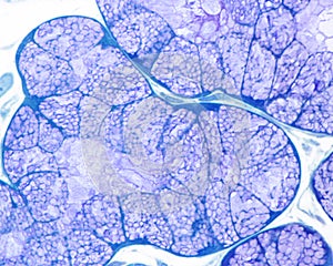 Mucous gland. Acinus photo