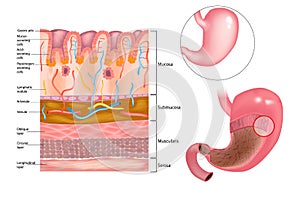 Mucous layer in the stomach photo