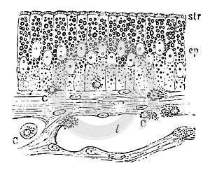 Mucous Membrane of Frog Intestine vintage illustration