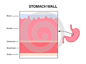 Mucous membrane structure