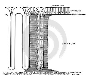 Mucous Membrane in Vertical Section, vintage illustration