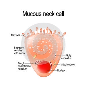 Mucous neck cell