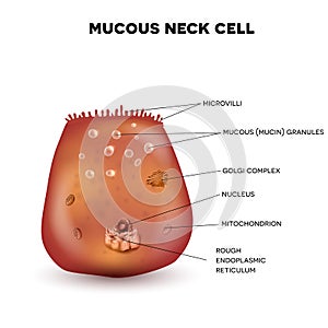 Mucous neck cell photo