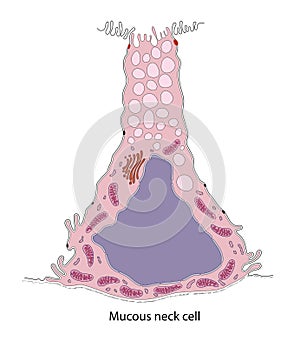 DiaMucous neck cells are located within gastric glands photo