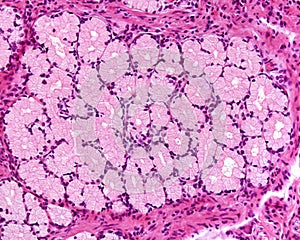 Mucous secreting Brunner gland