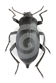 Mucronate churchyard beetle, cellar beetle (Blaps lethifera). Tenebrionidae. Isolated on white background photo