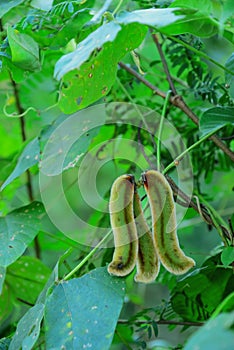 Mucuna