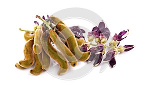 Mucuna pruriens isolated on white background