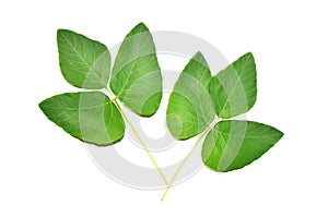 Mucuna pruriens leafs with the white background and clipping path photo