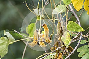 Mucuna pruriens Nettles on tree