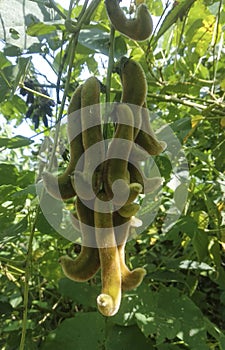 Mucuna pruriens Pods-Medicinals Seeds photo