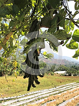 Mucuna pruriens or Velvet bean or Bengal velvet bean or Lyon bean produce the fruit. photo