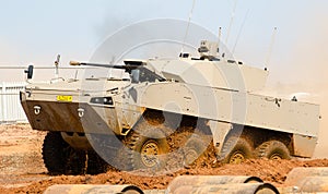 Mud bathing a Badger