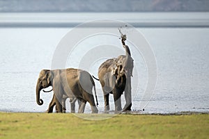 Mud bathing Elephant