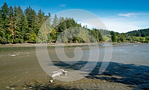 Mud Bay Low Tide Puget Sound, Olympia Washington