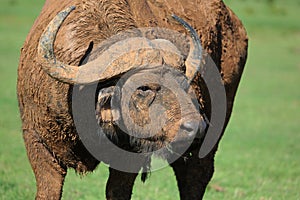 Mud Caked Cape Buffalo