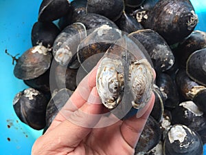 Mud or mangrove clam, Geloina coaxans