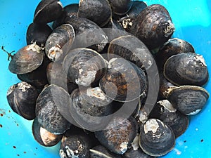 Mud or mangrove clam, Geloina coaxans