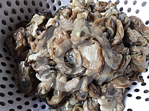 Mud or mangrove clam, Geloina coaxans