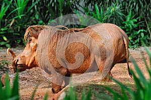 Mud-covered Warthog