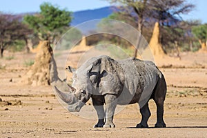 Mud covered white rhino among termite mounts in Namibia
