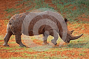 Mud-covered white rhinoceros