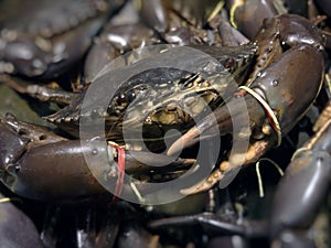 Mud crab