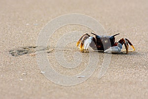Mud crab on the beach