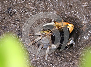 Mud crab in mangroves at entrance to it`s hole. photo