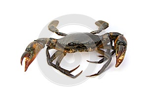 Mud Crab Scylla serrata