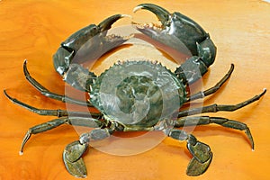 Mud crab Scylla serrata