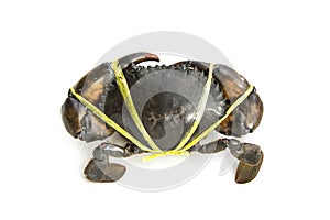 Mud Crab was tied with rope