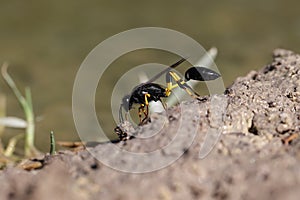 Mud dauber wasp Sceliphron spirifex, Malta, Mediterranea