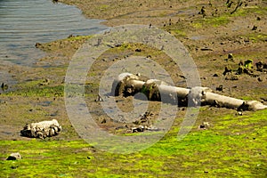 Mud and drainage system pipe to the river