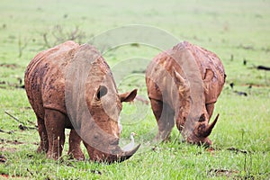 Mud encrusted rhinoceros eatin