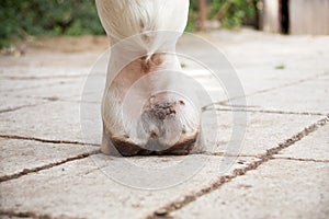 Mud fever, pastern dermatitis in lower limbs of horses leg