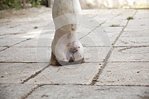 Mud fever, pastern dermatitis in lower limbs of horses leg