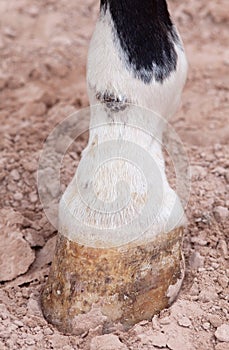 Mud fever, pastern dermatitis in lower limbs of horses leg