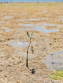 Mud flats at low tide with lone Mangrove at Benoa Bay Bali