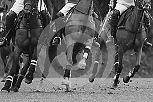 Mud flying. Polo ponies close up