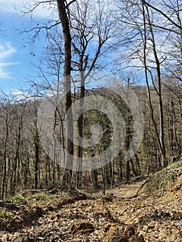 Mud Fruska Gora Nature priroda Woods Trees sky spring